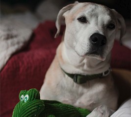 Bandit the Dog